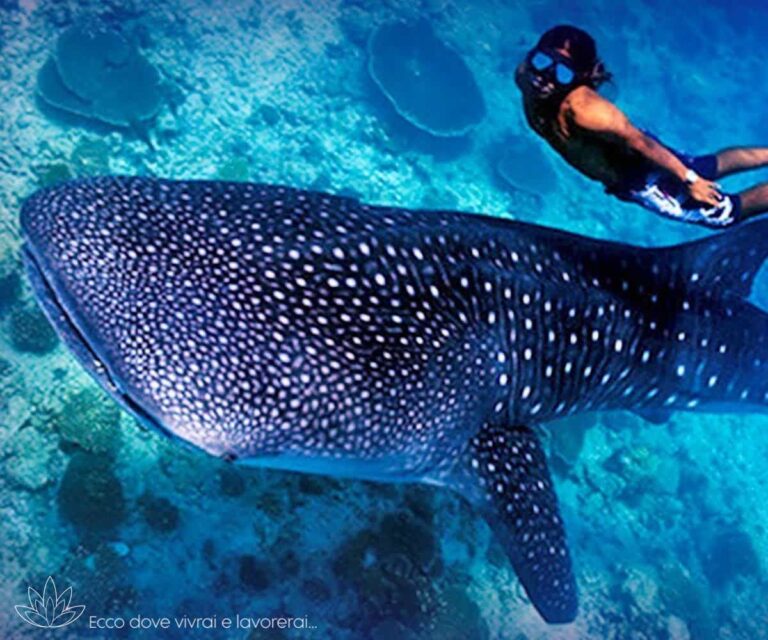 Private Island - Maldives - Xerendipity Selezione Personale Domestico Referenziato Garantito 23