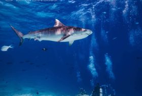 Private Island - Maldives - Xerendipity Selezione Personale Domestico Referenziato Garantito 31