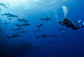 Private Island - Maldives - Xerendipity Selezione Personale Domestico Referenziato Garantito 32